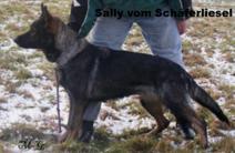 Sally vom Schäferliesel